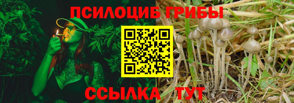 где купить наркотик  Вход с VPN  Стерлитамак  Псилоцибиновые грибы мицелий 